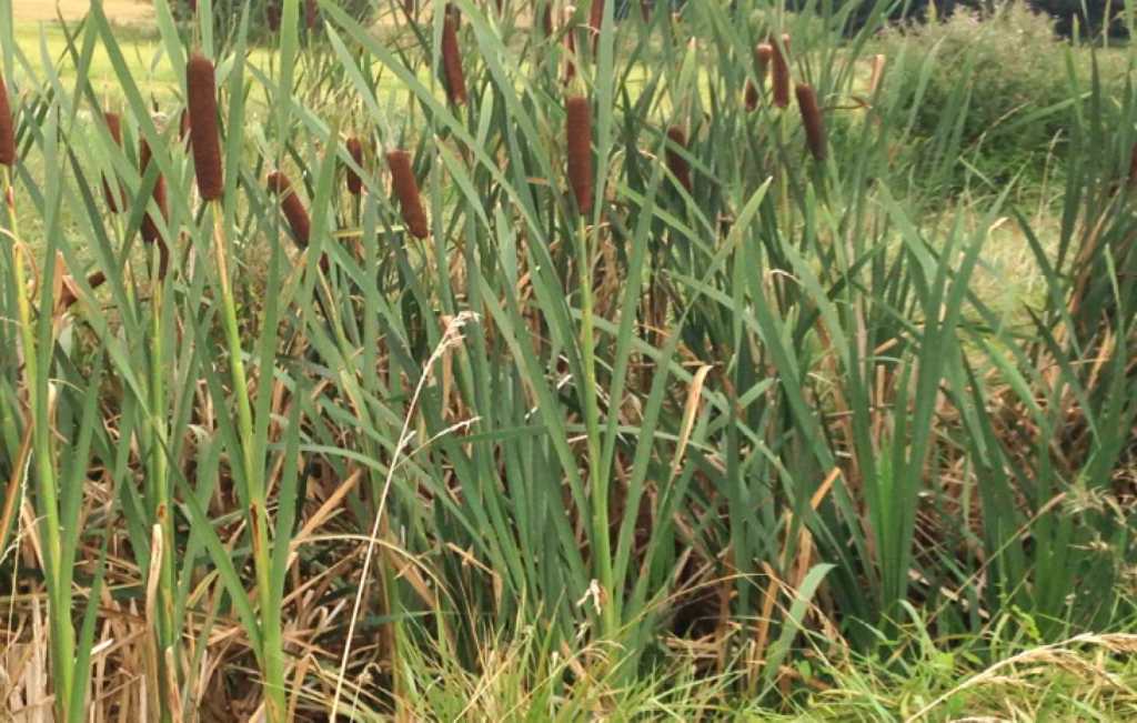 Zones humides et lavoirs dans le vallon de Cuchery : des lieux chargés d&rsquo;histoire